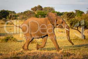 African bush elephant runs through sunlit savannah