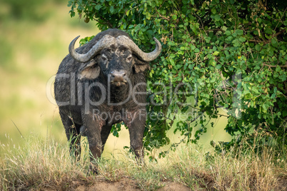 Cape buffalo stands by bush facing camera