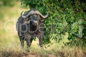 Cape buffalo stands by bush facing camera