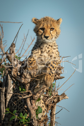 Cheetah cub lies in bush facing camera