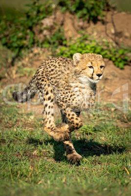 Cheetah cub running over grass in sunshine