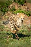 Cheetah cub running over grass in sunshine