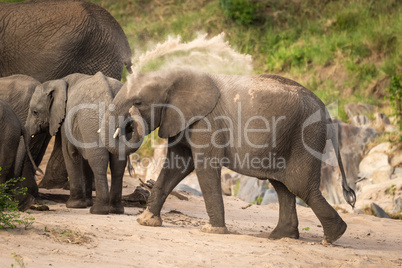 African bush elephant throws sand over back