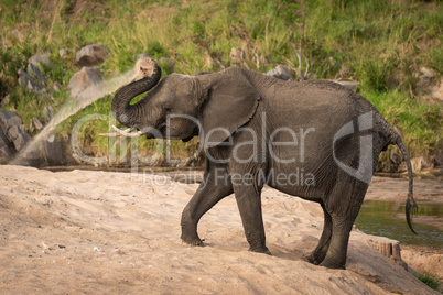 African bush elephant throws sand over itself