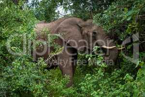 African bush elephant eats leaves among trees