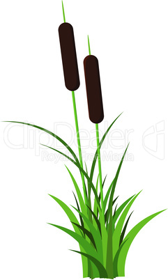 Couple of reed stem with leaves plant vector isolated on white background