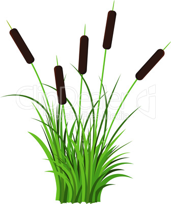 Bunch of five reed stems with leaves plant with grass vector isolated on white background