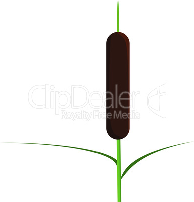 Single reed stem with leaves plant. Vector artwork isolated on white background