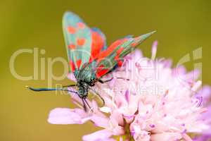 six-spot burnet on a flower of a field scabious