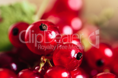 Background of Ripe Red Currant.