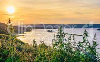 Weeds against the river shore.