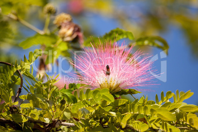 Pink powderpuff tree Calliandra haematocephala blooms