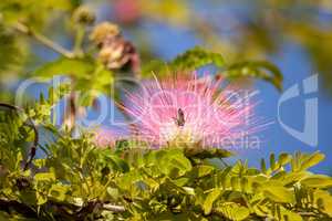 Pink powderpuff tree Calliandra haematocephala blooms