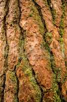 bark of a Scots pine tree