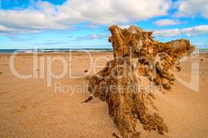 Driftwood at a beach of the Baltic Sea