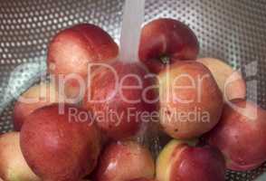 Peaches nectarine. Fresh red ripe nectarines washed under runnin