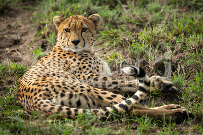 Cheetah lies in patchy grass looking round