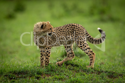 Cheetah cub stands on mound looking back