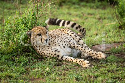 Cheetah lies against leafy bush flicking tail