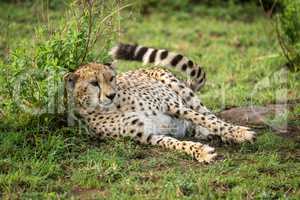 Cheetah lies against leafy bush flicking tail