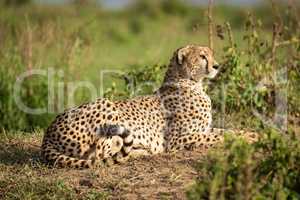 Cheetah lies on dirt bank among bushes