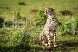 Cheetah sits among leafy bushes turning head