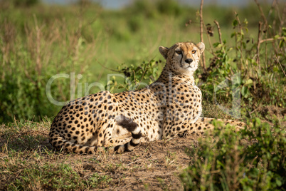 Cheetah lies on dirt bank looking round