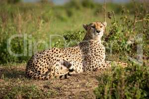 Cheetah lies on dirt bank looking round
