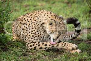 Cheetah lies by leafy bush licking leg