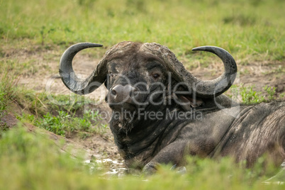 Close-up of Cape buffalo in muddy wallow