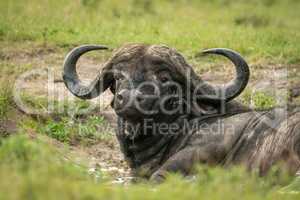 Close-up of Cape buffalo in muddy wallow