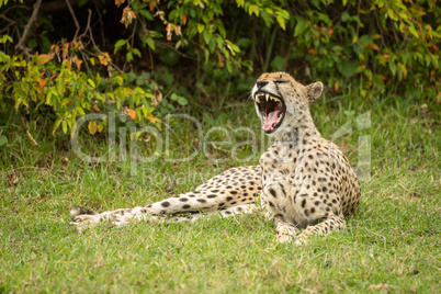 Cheetah lies yawning on grass beside bush