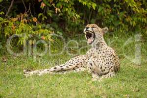 Cheetah lies yawning on grass beside bush