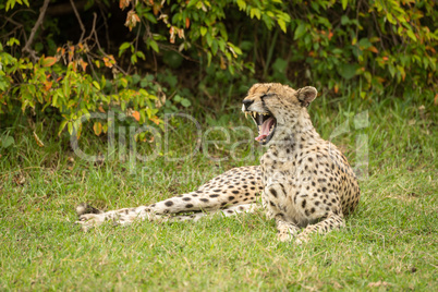 Cheetah lies yawning in grass by bush