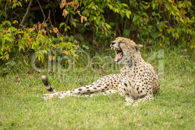 Cheetah lies yawning on grass by bush