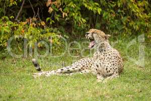 Cheetah lies yawning on grass by bush