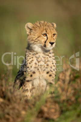 Cheetah cub sits in grass facing right