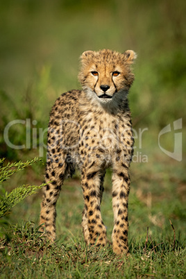 Cheetah cub stands facing camera on grass