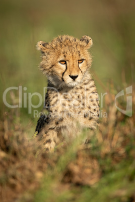 Cheetah cub sits in grass looking right
