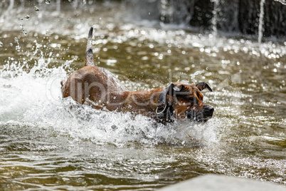 Big dog is having fun at the water