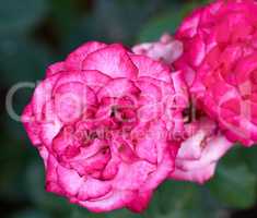 buds of pink blooming roses in the garden, top view