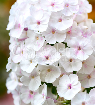 white blooming Phlox paniculata is a perennial herb
