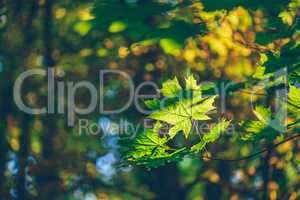 Green maple foliage