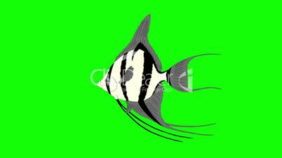 Silver Scalare Angelfish Chroma Key looped