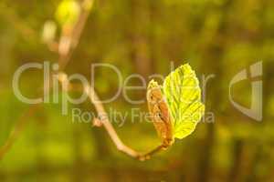 European hornbeam, young leaf in spring
