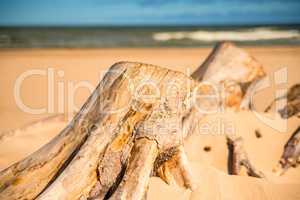 Driftwood at a beach of the Baltic Sea