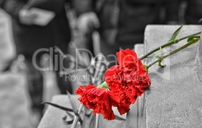 Two red carnations