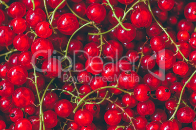 Background of Ripe Red Currant.