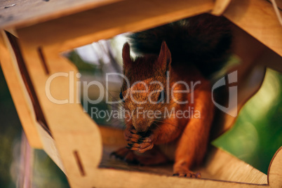 Squirrel eats nuts in the feeder.