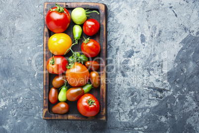 Summer harvest tomato